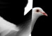Wall Poster White Dove [Poster] 149100 additionalThumb 10