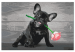 Paint by number Doggy in Love - Cute French Bulldog With a Rose in Its Mouth 149800 additionalThumb 4