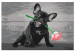 Paint by number Doggy in Love - Cute French Bulldog With a Rose in Its Mouth 149800 additionalThumb 7