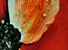 Canvas Print Romantic poppies 48500 additionalThumb 2