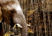 Quadro moderno Elefanti marroni 50000 additionalThumb 5