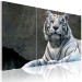 Obraz Biały tygrys  58600 additionalThumb 2