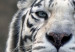 Obraz Biały tygrys  58600 additionalThumb 5