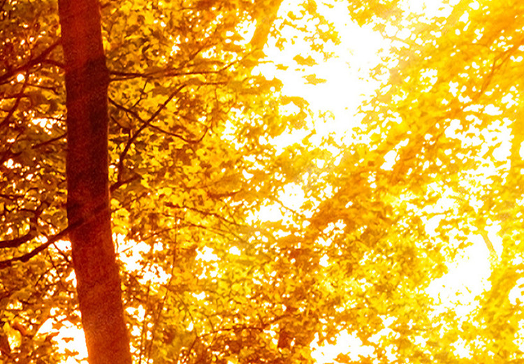Carta da parati moderna Passeggiata autunnale - paesaggio arancione di un bosco al sole 106610 additionalImage 4