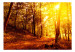 Carta da parati moderna Passeggiata autunnale - paesaggio arancione di un bosco al sole 106610 additionalThumb 1