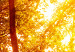 Carta da parati moderna Passeggiata autunnale - paesaggio arancione di un bosco al sole 106610 additionalThumb 4