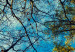 Poster da parete Autumn sky [Poster] Horizontal 132520 additionalThumb 12