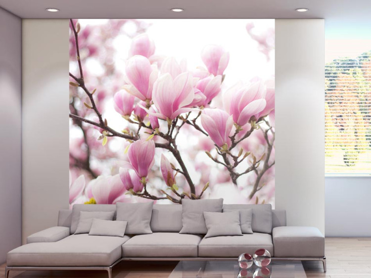 Fototapeta Gałązka kwitnącej magnolii - drzewo magnolii ze zbliżeniem na kwiaty 60420