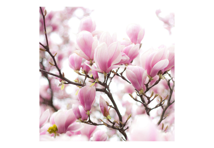 Fototapeta Gałązka kwitnącej magnolii - drzewo magnolii ze zbliżeniem na kwiaty 60420 additionalImage 1