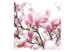Fototapeta Gałązka kwitnącej magnolii - drzewo magnolii ze zbliżeniem na kwiaty 60420 additionalThumb 1