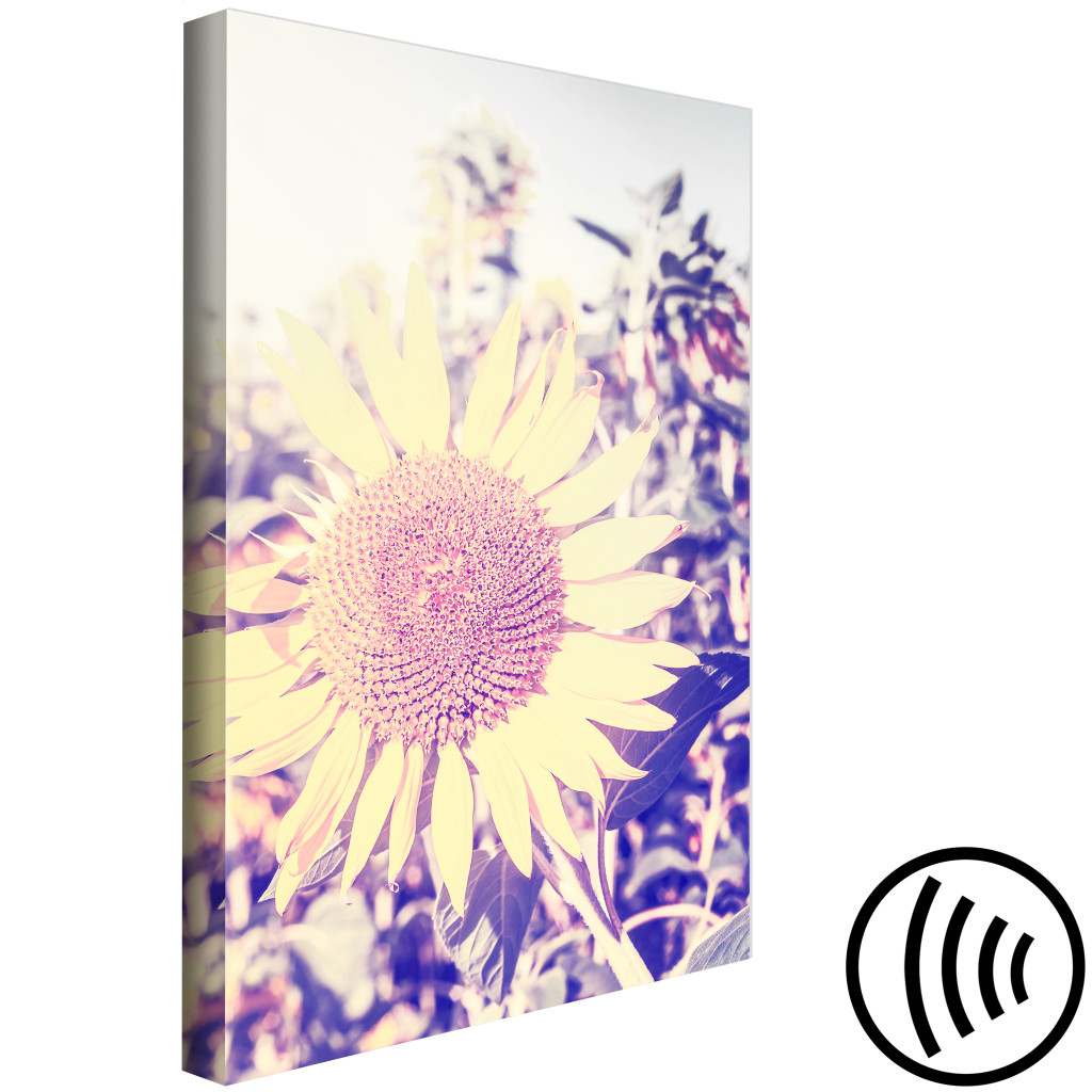 Obraz Wspomnienie Lata - Kwiat Słonecznika W Polu Z Fioletową Poświatą