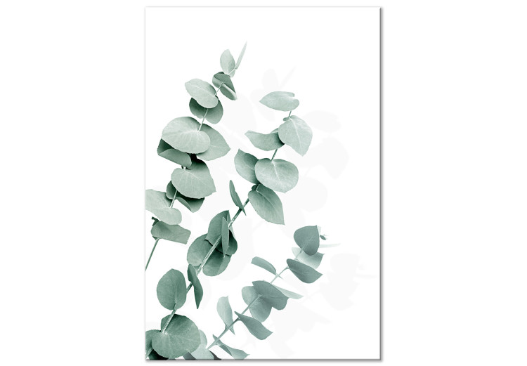 Canvas Eucalyptus Leaves - Sprigs of a Green Plant on a White Background