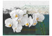 Wall Mural Orchid - Poet's Inspiration is a White Floral Motif with Inscriptions in the Background 60630 additionalThumb 1