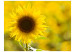 Wall Mural Sunflower - Close-up of a Flower on a Blurred Background of Sunflower Field 60730 additionalThumb 1