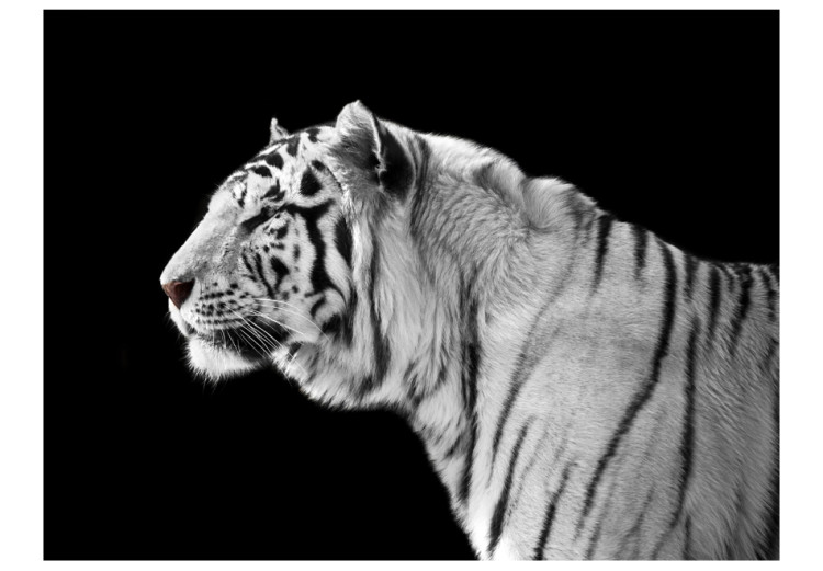 Wall Mural White tiger 61330