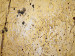 Wandbild Einfache Mohnblumen  48540 additionalThumb 3