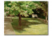 Reprodukcja obrazu Gartenbank unter dem Kastanienbaum-Blühende Kastanien 53440