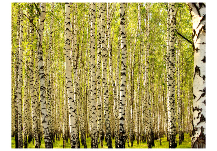 Wall Mural Birch forest 60540 additionalImage 1