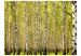 Wall Mural Birch forest 60540 additionalThumb 1