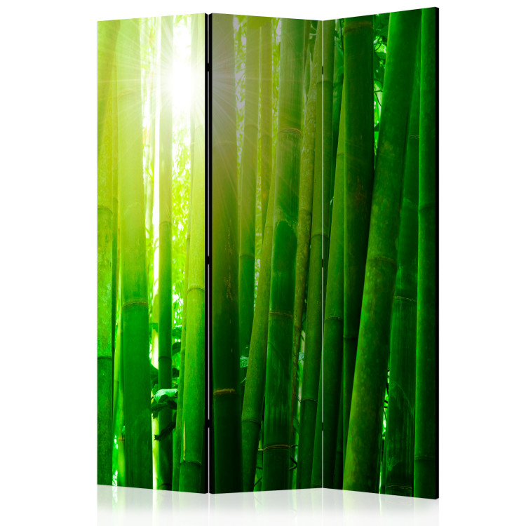 Sun and bamboo [Room Dividers]