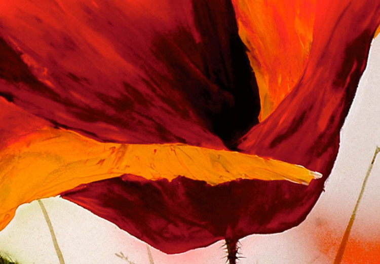 Obraz Maki na kwietnej łące (1-częściowy) - zbliżenie na czerwone kwiaty 3D 47150 additionalImage 3