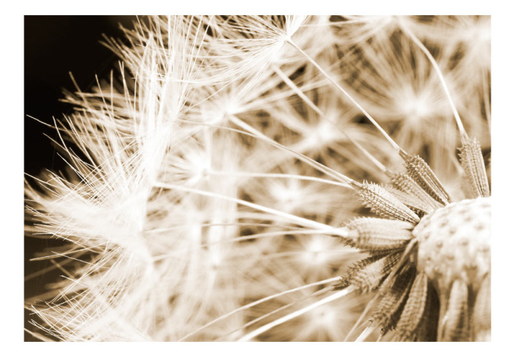Wall Mural Dandelion - sepia 60150 additionalImage 1