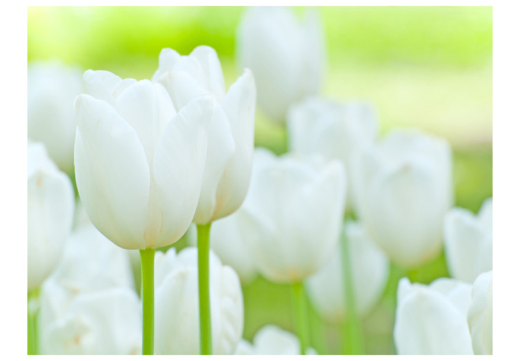 Carta da parati moderna Un campo di tulipani bianchi 60350 additionalImage 1