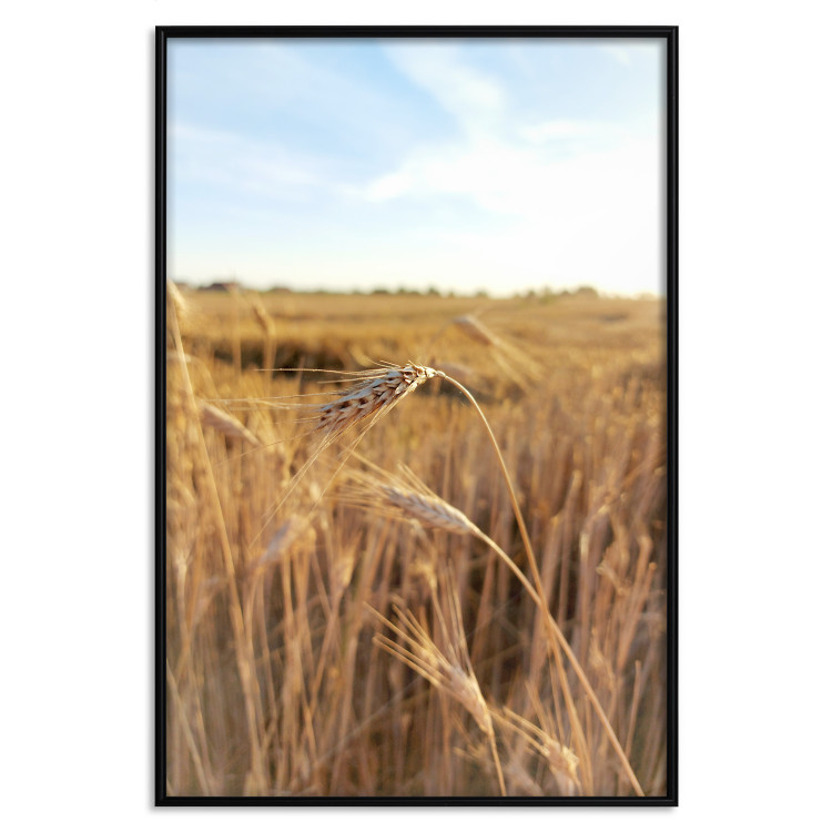 Poster Wheat [Poster]