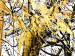 Cadre moderne Forêt blanche (3 pièces) - abstraction dorée et noire 46660 additionalThumb 2