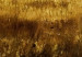 Pintura em tela Cores da savana  49260 additionalThumb 2