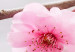 Quadro moderno Zen: Cherry Blossoms III 97970 additionalThumb 5