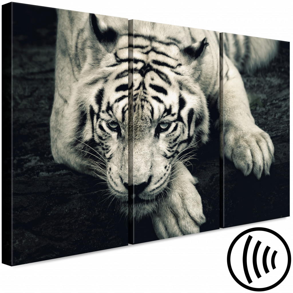 Obraz Spokojny Tygrys - Tryptyk W Sepii Z Leżącym Tygrysem Na Czarnym Tle