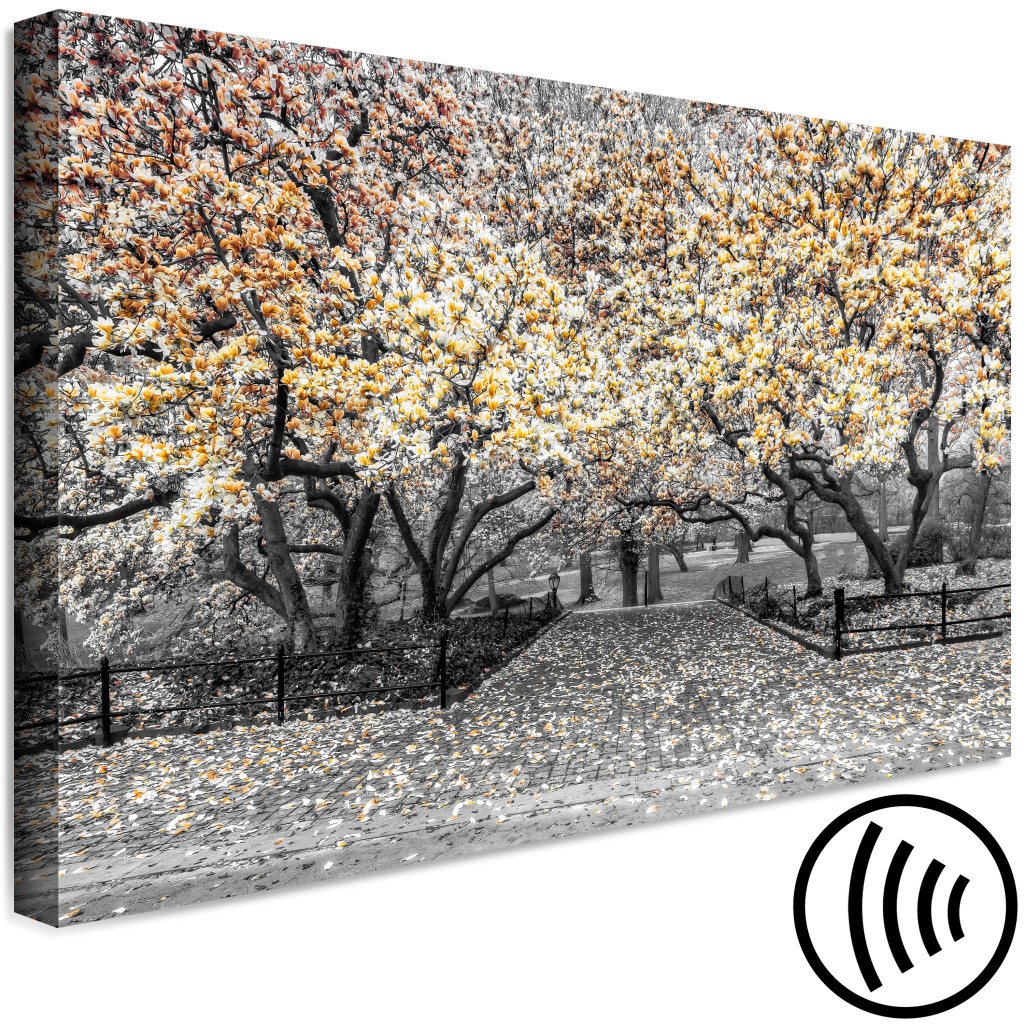 Obraz Kwitnące Magnolie - Drzewa Magnolii Z Kwiatami W Odcieniach Pomarańczy