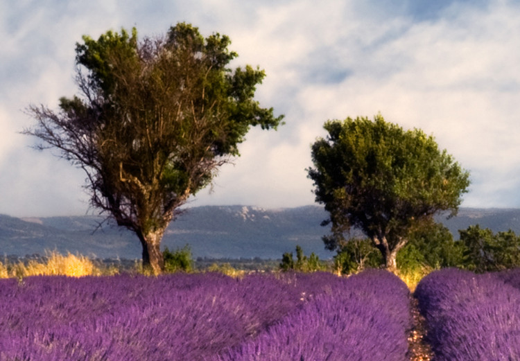 Canvas Print Lavender Field (1 Part) Wide 125001 additionalImage 5