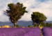 Quadro contemporaneo Lavender Field (1 Part) Wide 125001 additionalThumb 5