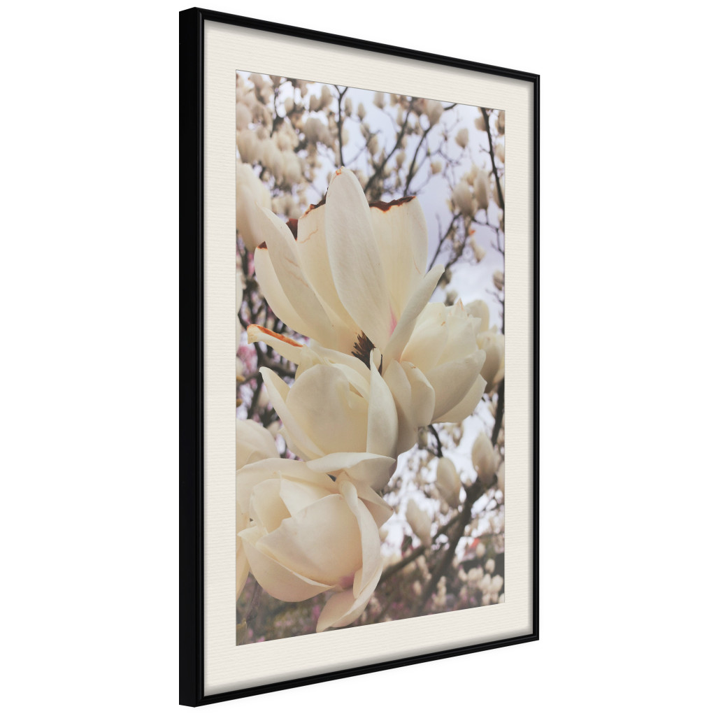 Muur Posters Golden Magnolias [Poster]