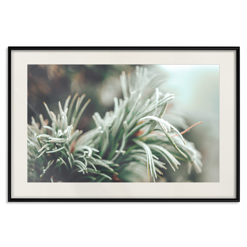 Muur Posters Winter Charm - A Photograph Of A Coniferous Twig Covered In Frost