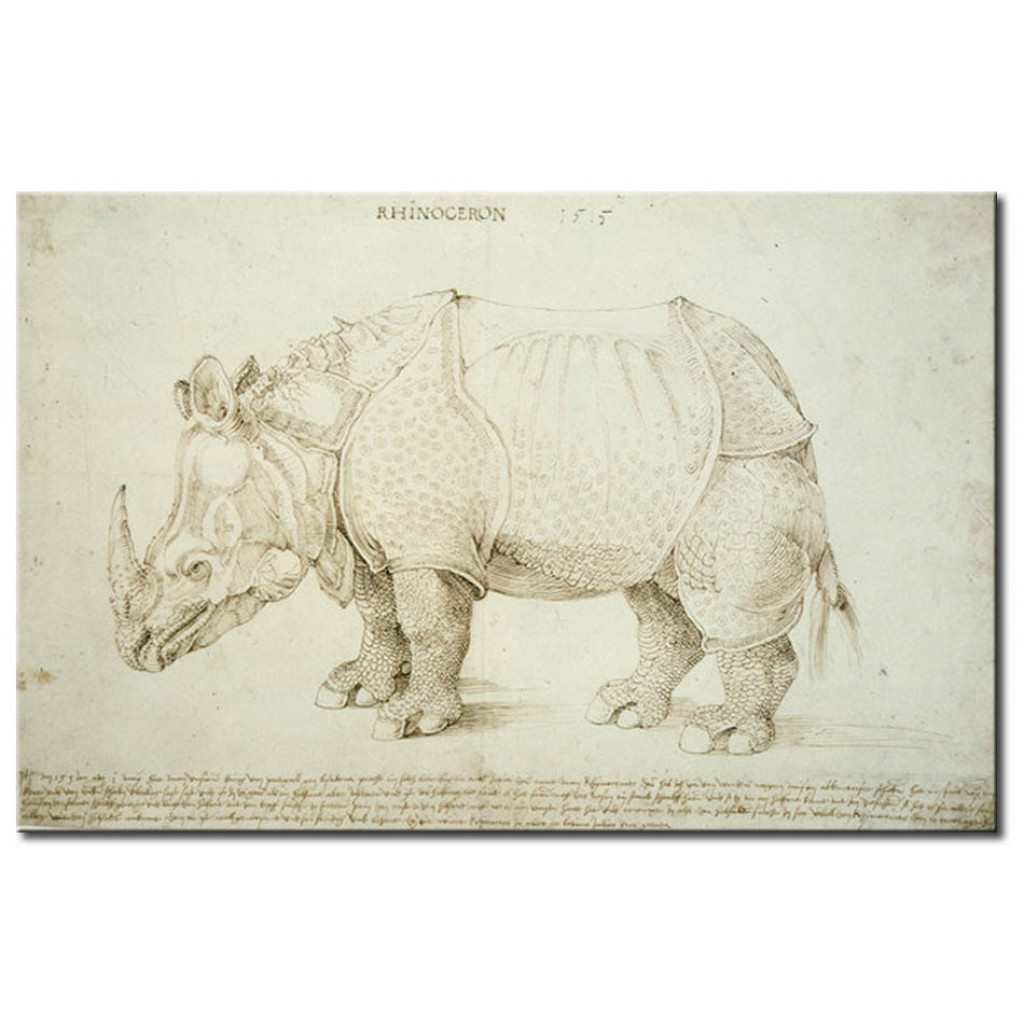 Schilderij  Albrecht Dürer: Rhinozeros