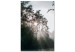 Obraz Słońce przebijające się przez drzewa - fotografia leśnego krajobrazu 137211