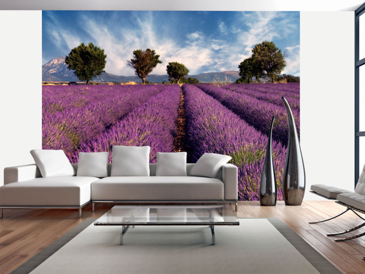 Fototapete Naturlandschaft - ländliches Feld mit lila Lavendel 60011