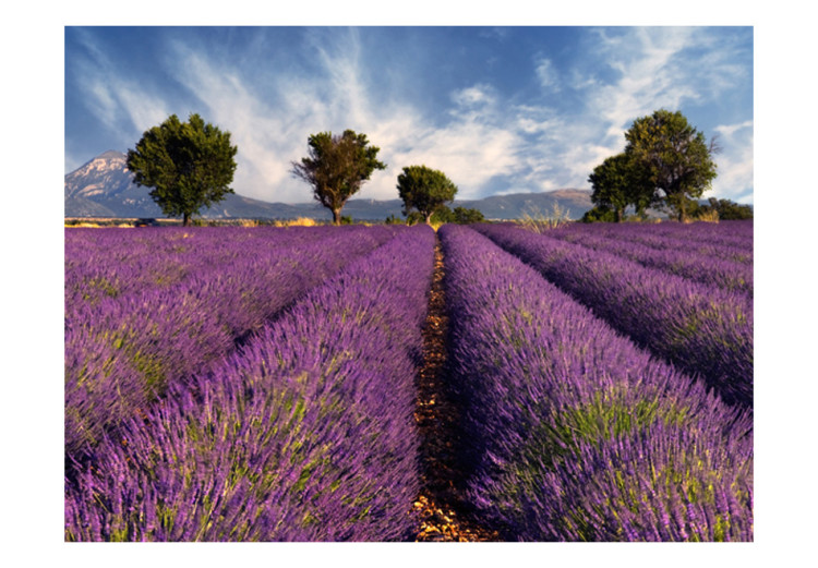Fototapete Naturlandschaft - ländliches Feld mit lila Lavendel 60011 additionalImage 1
