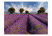 Fototapete Naturlandschaft - ländliches Feld mit lila Lavendel 60011 additionalThumb 1