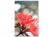 Obraz Czerwień hibiskusa - minimalistyczne zdjęcie gałązki i kwiatów  121621