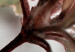 Obraz Czerwień hibiskusa - minimalistyczne zdjęcie gałązki i kwiatów  121621 additionalThumb 4