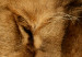 Photo Wallpaper Lion Tenderness 126821 additionalThumb 3