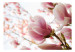 Wall Mural Pink Magnolia - Magnolia Flowers against Trees and a Blue Sky 60421 additionalThumb 1