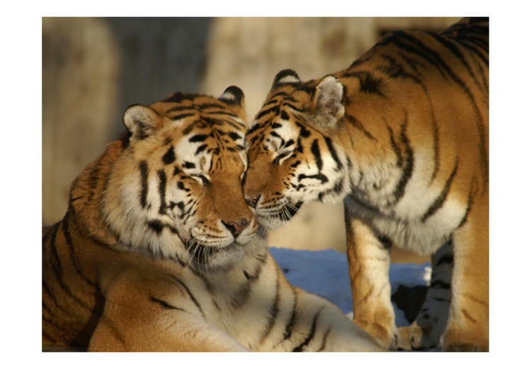 Wall Mural Love of Animals in Nature - Affectionate tiger pair on a blurred background 61331 additionalImage 1