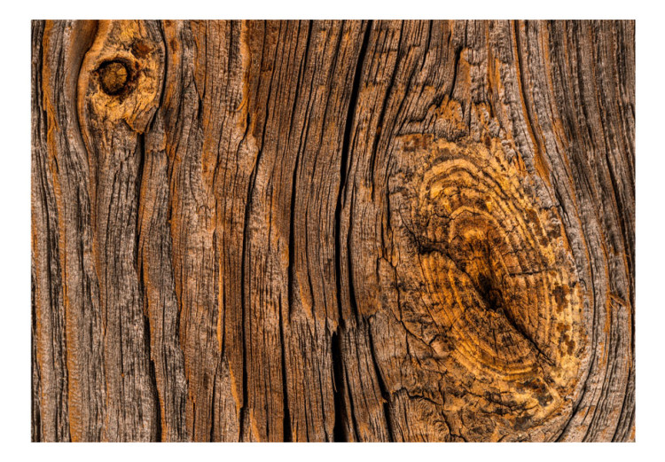 Fototapeta Stare drzewo - brązowe tło o teksturze surowej kory z nierównościami 91631 additionalImage 1