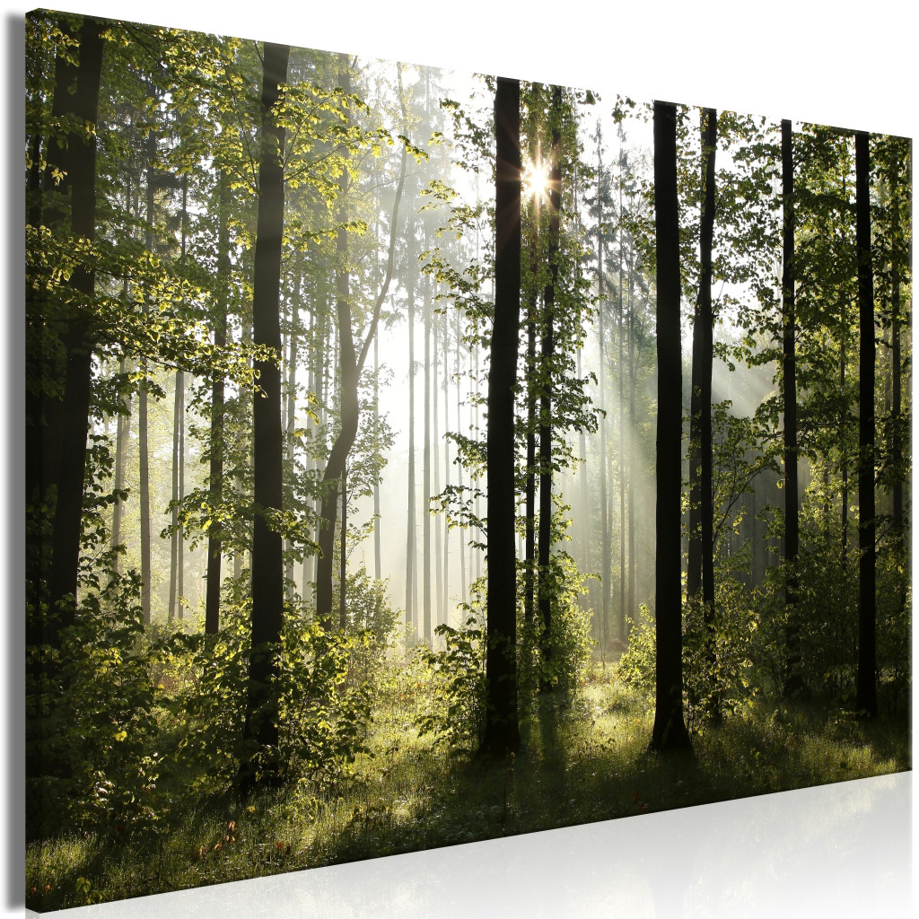 Schilderij Forest: Beautiful Morning [Large Format]