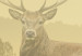 Wall Mural Deer in the morning mist - mountain landscape with a large deer on the meadow 135141 additionalThumb 4